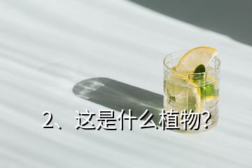 2、這是什么植物？