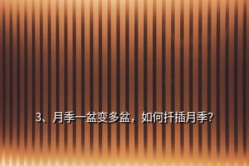3、月季一盆變多盆，如何扦插月季？