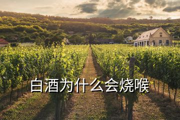 白酒為什么會(huì)燒喉