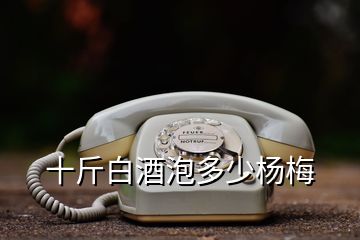 十斤白酒泡多少楊梅