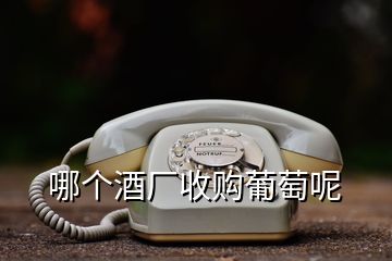 哪個(gè)酒廠收購(gòu)葡萄呢