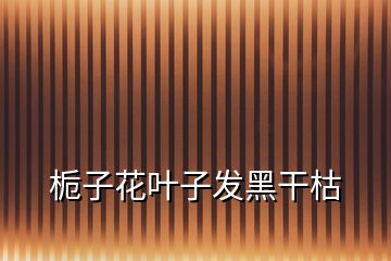 梔子花葉子發(fā)黑干枯