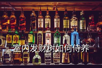 室內(nèi)發(fā)財樹如何侍養(yǎng)
