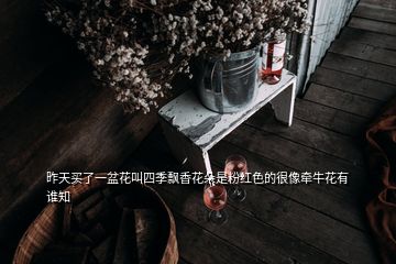 昨天買了一盆花叫四季飄香花朵是粉紅色的很像牽?；ㄓ姓l知