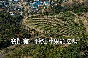 襄陽有一種紅葉果能吃嗎