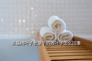 幸福樹(shù)葉子老是干的掉葉子怎么回事