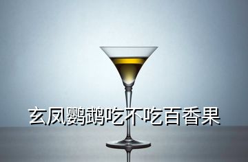 玄鳳鸚鵡吃不吃百香果