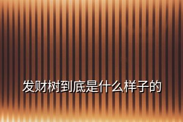 發(fā)財(cái)樹(shù)到底是什么樣子的