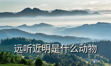 遠聽近明是什么動物