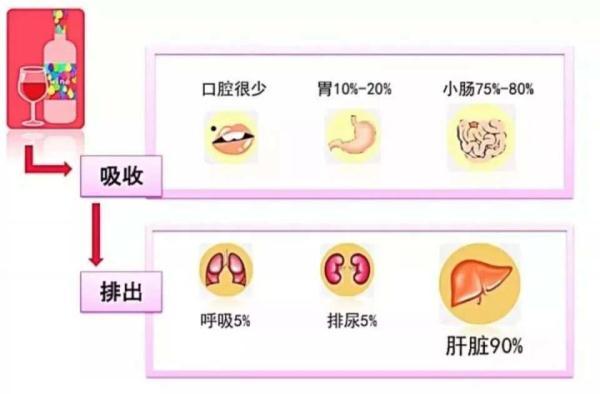人體怎么吸收代謝酒精？酒精對身體有什么好處和壞處