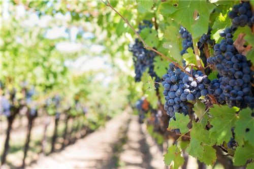 紅酒有赤霞珠、黑皮諾，還有什么品種的紅酒？