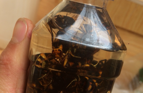 土蜂泡酒有什么好處？這幾個(gè)功效大家一定要了解
