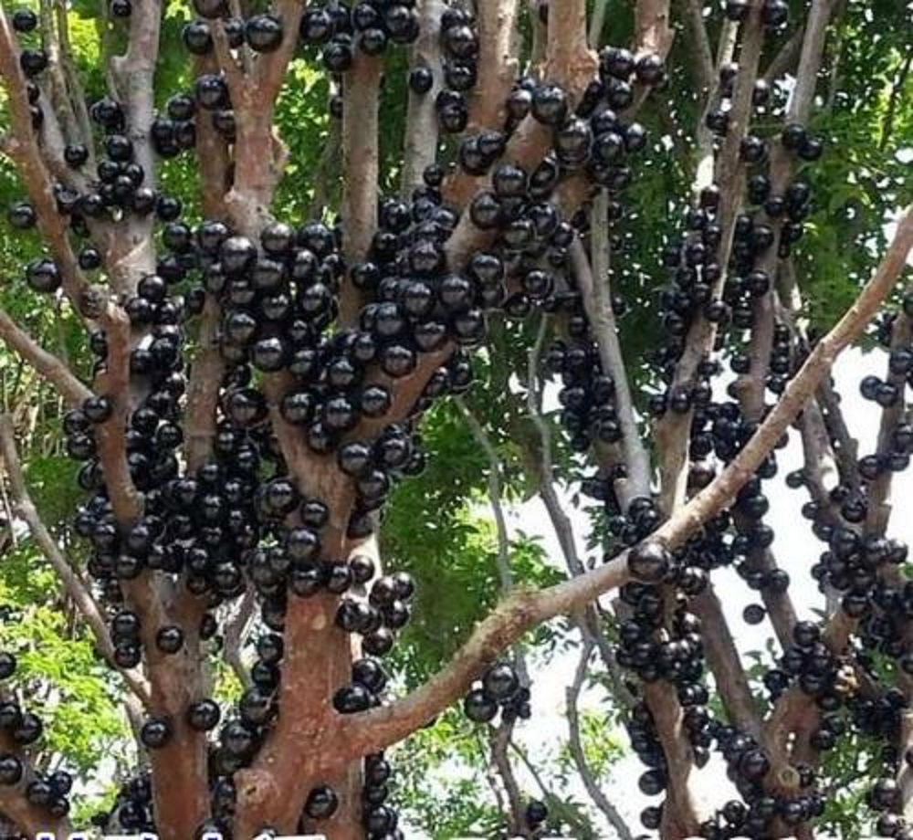 樹(shù)葡萄可以泡酒嗎？味道非常好