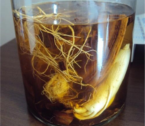 狗鞭怎么泡酒，狗鞭泡酒選材