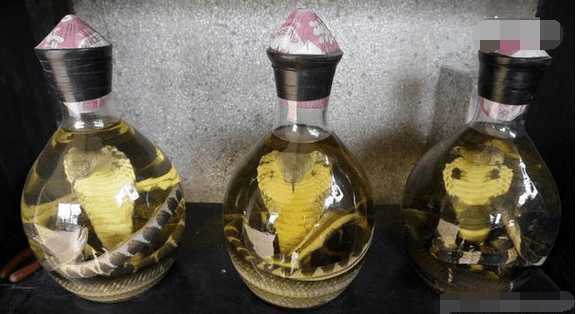 毒蛇泡在酒里為什么不死？毒蛇泡酒不死是什么原因？