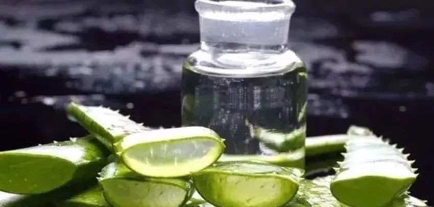 蘆薈泡酒治皮膚病嗎？蘆薈泡酒的功效與作用