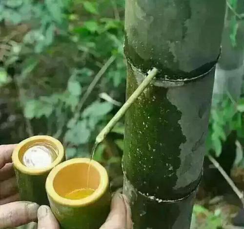竹酒怎么樣？
