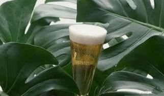 過(guò)期啤酒澆花多久一次