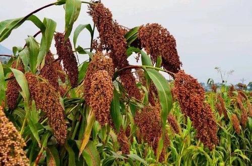 紅櫻子高粱酒為什么好？紅櫻子高粱的優(yōu)勢(shì)有哪些？