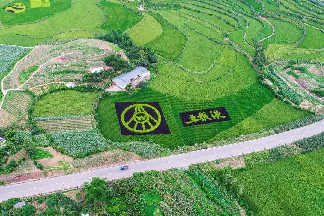 名酒紛紛亮“糧心”，品質(zhì)競(jìng)爭(zhēng)從臺(tái)前拼到幕后