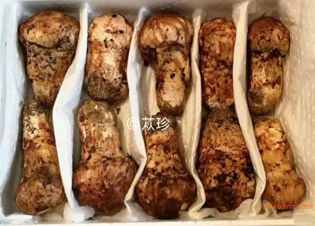 蓯陽(yáng)王多少錢(qián)(蓯蓉王價(jià)格)